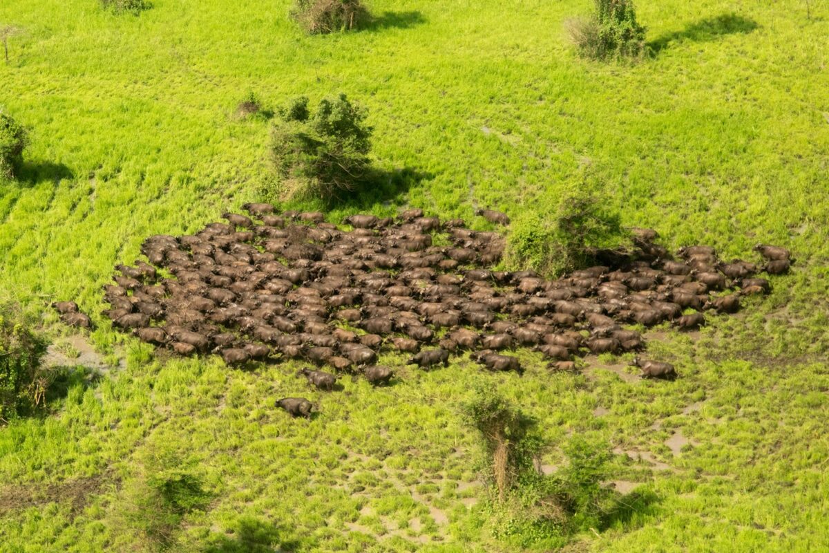 African Parks closes deal to manage Ethiopia&rsquo;s Gambella National Park